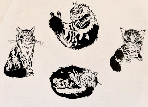 Cat studies
